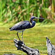 Tricolored Heron #1 Poster