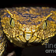 Usambara Eyelash Bush Viper #1 Poster