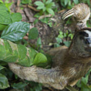 Brown-throated Three-toed Sloth #10 Poster