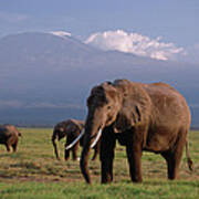 African Elephant Loxodonta Africana #11 Poster