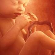 Human Foetus In The Womb, Artwork #11 Poster