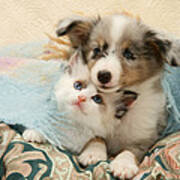 Kitten And Pup #12 Poster