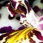 Exotic Orchid Flower #14 Poster