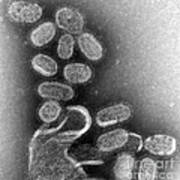 1918 Influenza Virions Poster