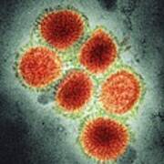 2009 H1n1 Swine Flu Virus, Tem Poster
