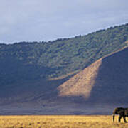 African Elephant Loxodonta Africana #2 Poster