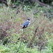 Belted Kingfisher #2 Poster