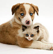 Border Collie And Birman-cross Kitten #2 Poster