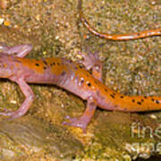 Cave Salamander #2 Poster