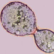 Cryptococcus Cell Dividing, Tem #2 Poster