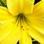 Daylily Flower #2 Poster