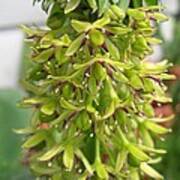 Eucomis Named Bicolor #2 Poster