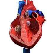 Heart Anatomy, Artwork #2 Poster