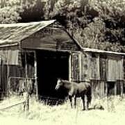 Horse And Old Barn #2 Poster