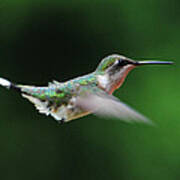 Hummingbird In Flight #5 Poster