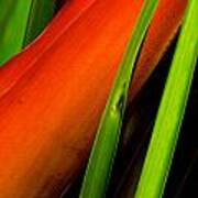 Photograph Of A Parrot Flower Heliconia #2 Poster