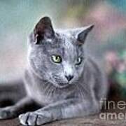 Russian Blue #2 Poster