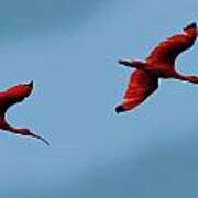 Scarlet Ibis Poster