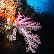 Soft Coral Seascape, Fiji #2 Poster