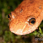Spring Salamander #2 Poster
