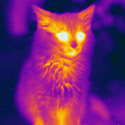 Thermogram Of A Cat #2 Poster