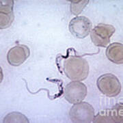 Trypanosoma Gambiense #2 Poster