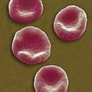 Red Blood Cells, Sem #20 Poster