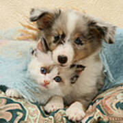 Kitten And Pup #21 Poster