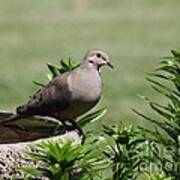 Mourning Dove #21 Poster