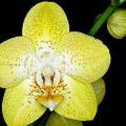 Exotic Orchids Of C Ribet #22 Poster