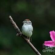 Chipping Sparrow #26 Poster