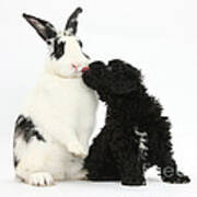 Puppy And Rabbit #26 Poster