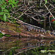 27- Juvenile Alligator Poster