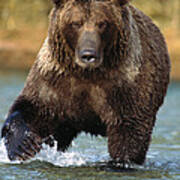 Grizzly Bear Ursus Arctos Horribilis #2 Poster
