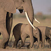 African Elephant Loxodonta Africana #3 Poster