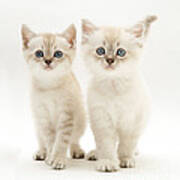 Birman-cross Kittens #3 Poster