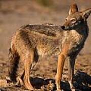 Black-backed Jackal #3 Poster