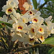 Dendrobium Orchid  #3 Poster