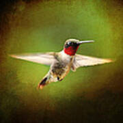 Hummingbird In Flight #3 Poster