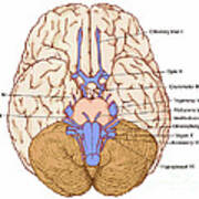 Illustration Of Cranial Nerves #3 Poster