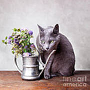 Russian Blue #1 Poster