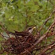 Yellow-billed Cuckoo #3 Poster