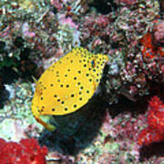 Yellow Boxfish #3 Poster