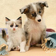 Kitten And Pup #37 Poster