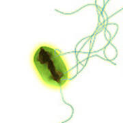 E. Coli #4 Poster