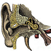 Ear Anatomy #4 Poster