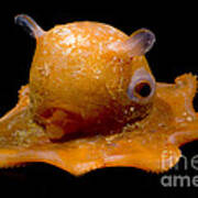 Flapjack Octopus #4 Poster