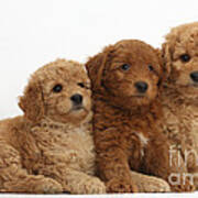 Goldendoodle Puppies #4 Poster