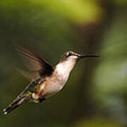 Hummingbird In Flight #4 Poster