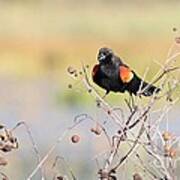 Red-winged Blackbird #4 Poster